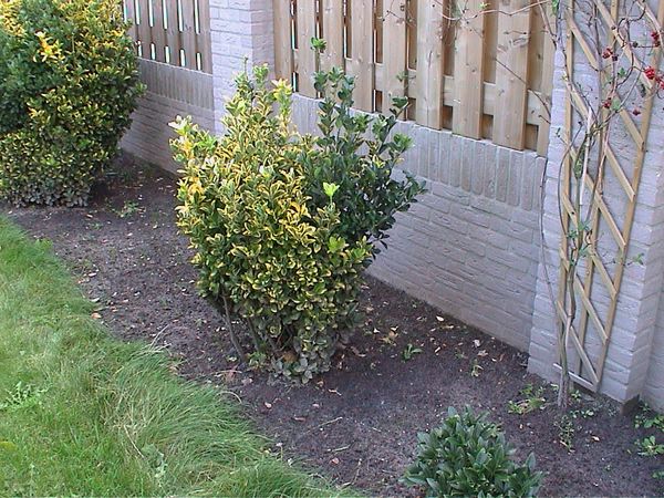 tuin III november 2001
